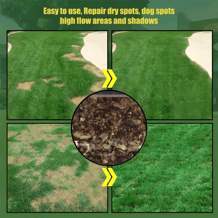 🌱2026 Evergreen Dwarf Grass Seed | For Four Seasons