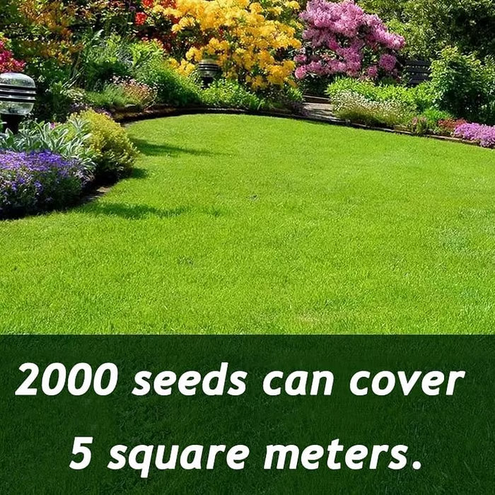 🌱2026 Evergreen Dwarf Grass Seed | For Four Seasons
