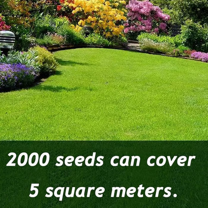 🌱2026 Evergreen Dwarf Grass Seed | For Four Seasons