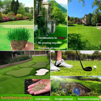 🌱2026 Evergreen Dwarf Grass Seed | For Four Seasons