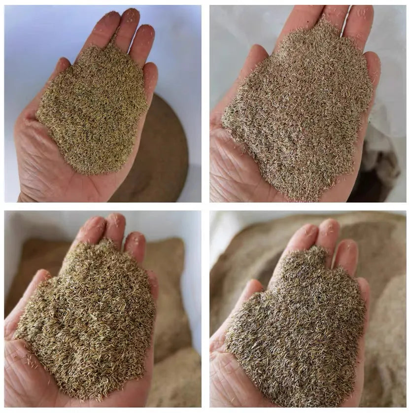 🌱2026 Evergreen Dwarf Grass Seed | For Four Seasons