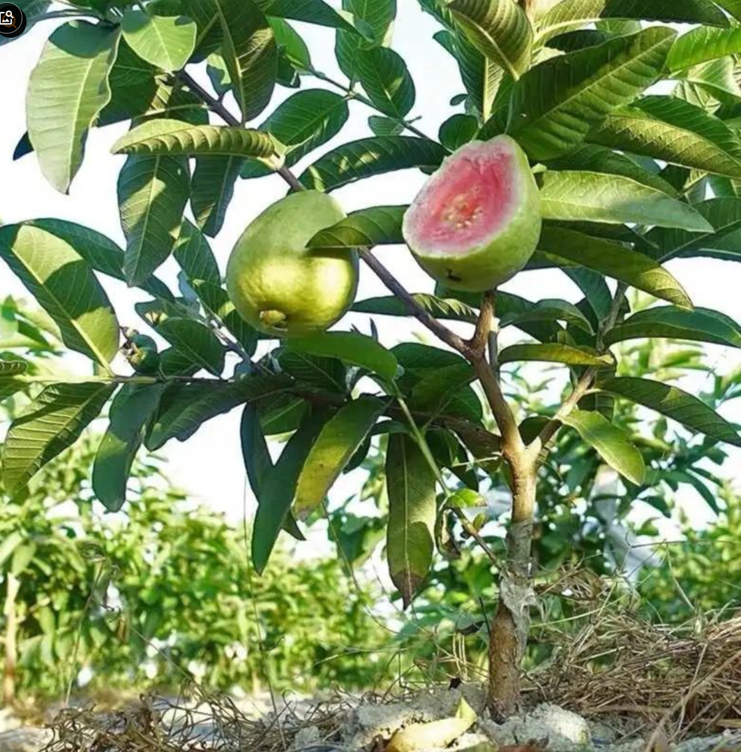 Tropical Guava Growing Kit for Pots & Gardens