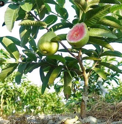 Tropical Guava Growing Kit for Pots & Gardens