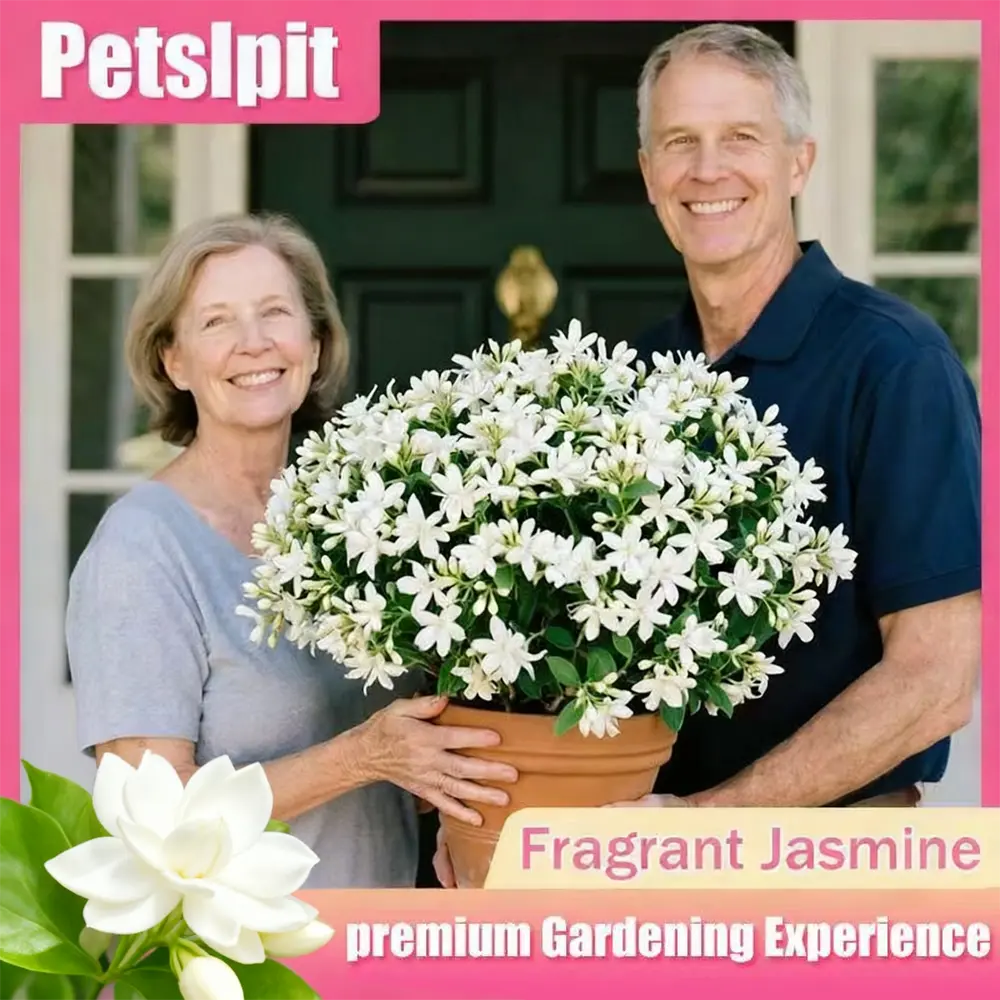 🌙 Midnight Perfume Jasmine Seeds – White Night-Blooming Jasmine for Home & Garden