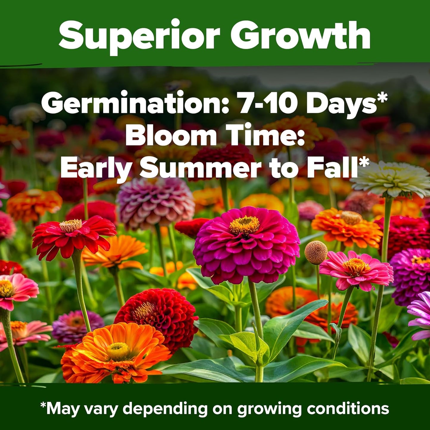 🌸Zinnia Seeds for 2026 - California Giant Mix