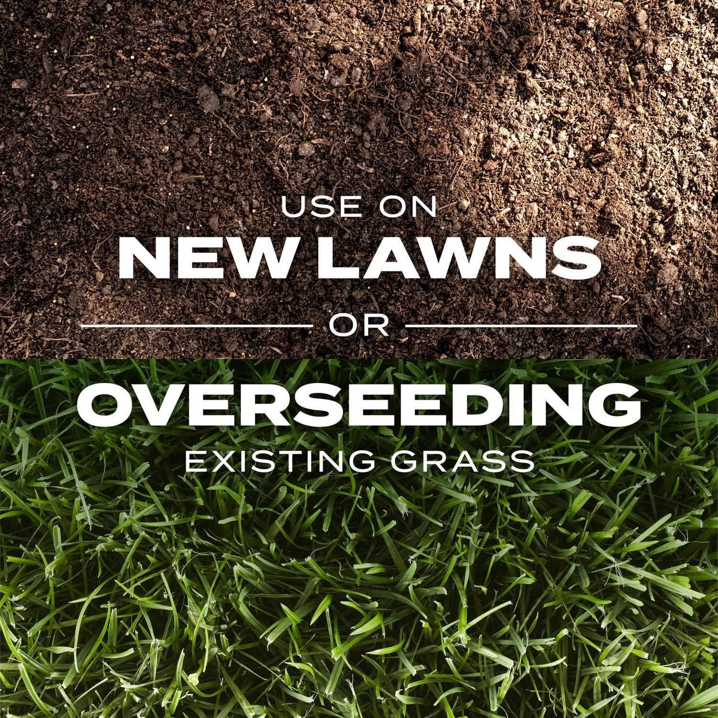 🌱2026 Evergreen Dwarf Grass Seed | For Four Seasons