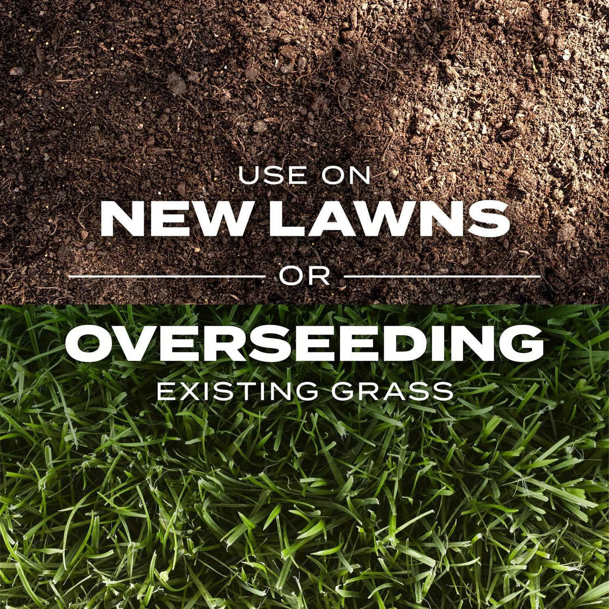 🌱2026 Evergreen Dwarf Grass Seed | For Four Seasons