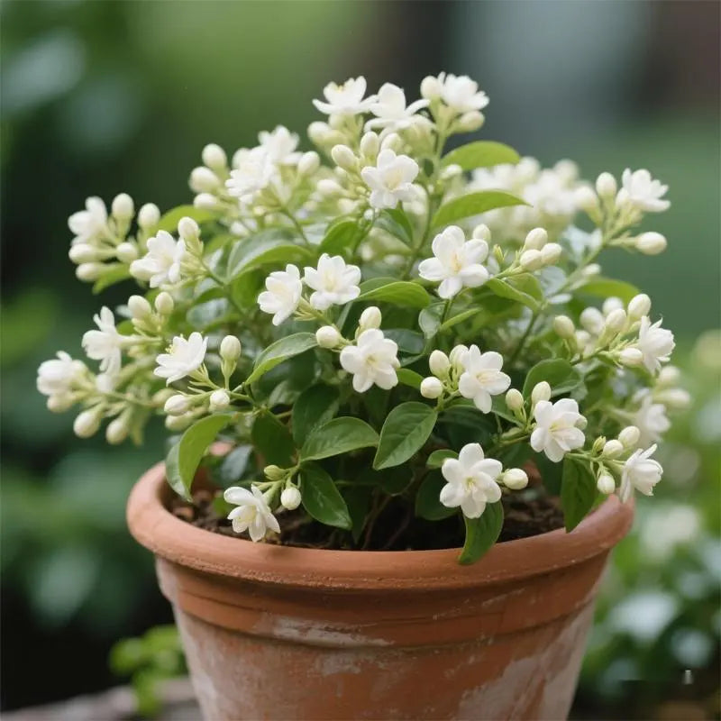 🌙 Midnight Perfume Jasmine Seeds – White Night-Blooming Jasmine for Home & Garden