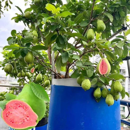 Tropical Guava Growing Kit for Pots & Gardens